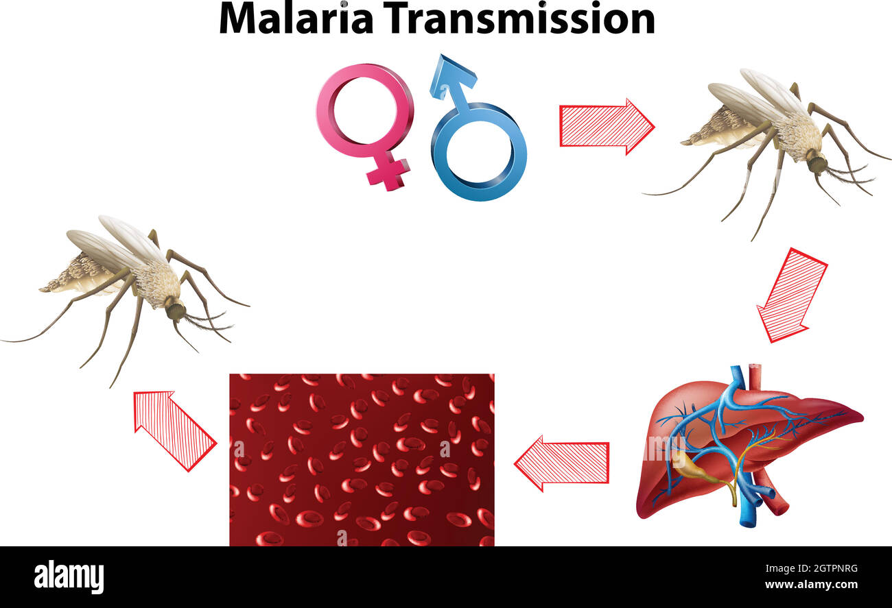 Malaria Transmission diagram with no text Stock Vector