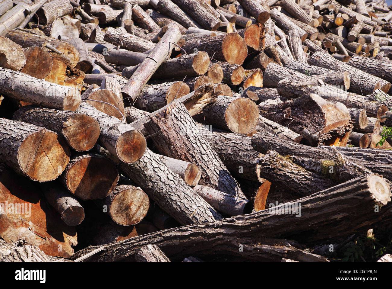 Full Frame Shot Of Logs In Forest Stock Photo
