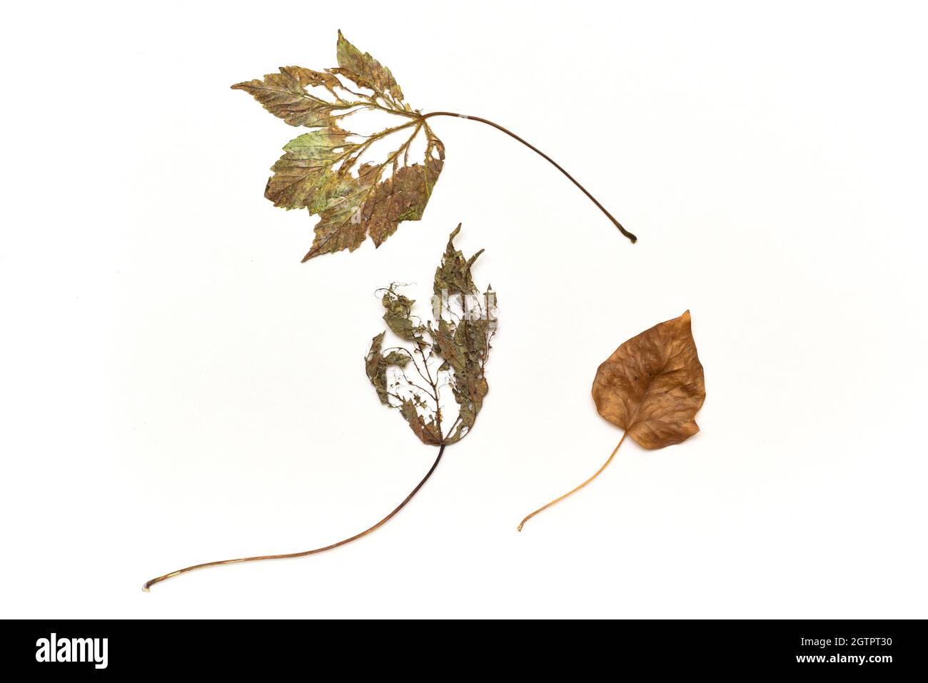 Brown Autumn leaves isolated on a white background Stock Photo - Alamy