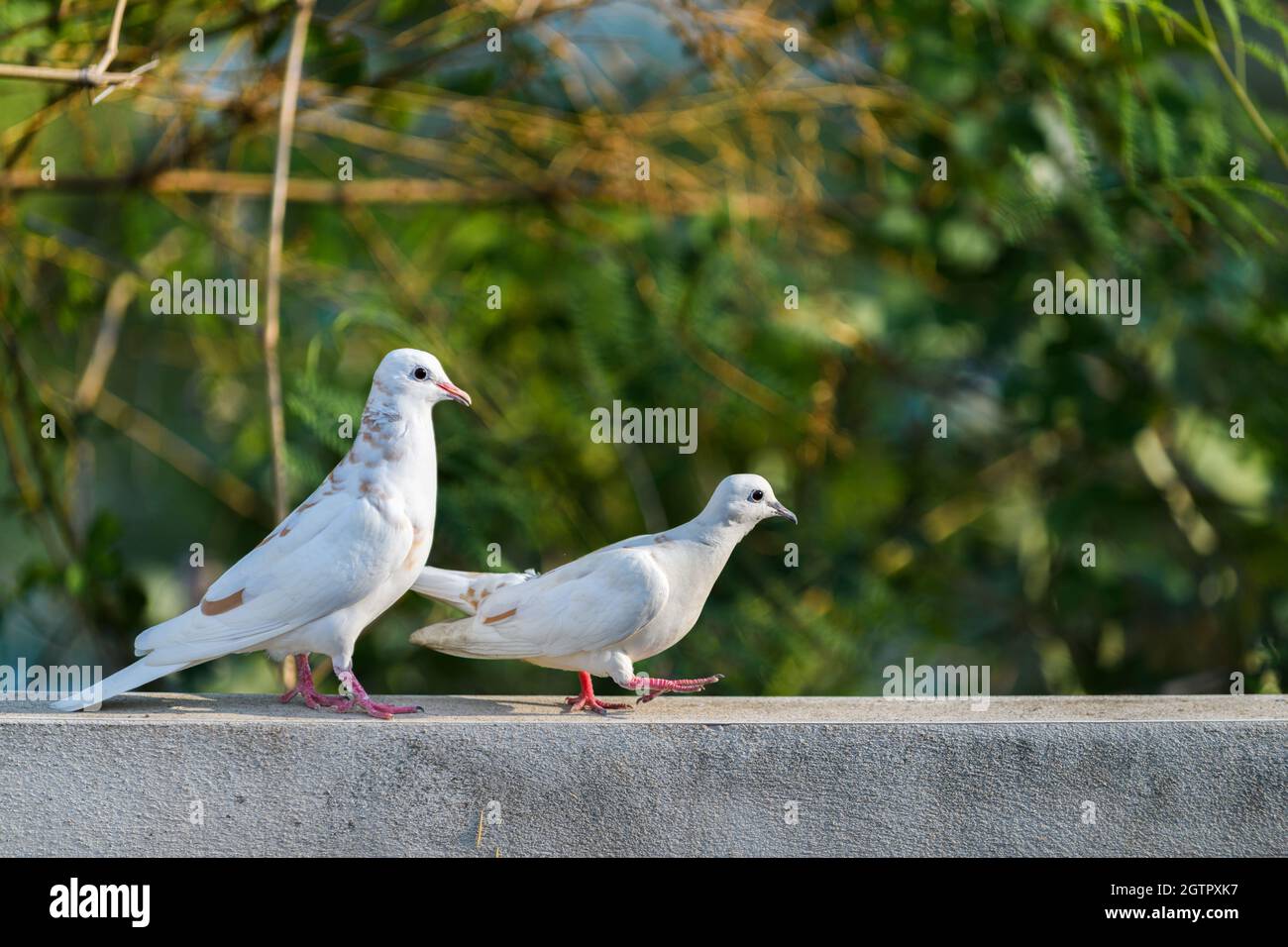 Two White Dove Walking On Wall, Nature Background Stock Photo - Alamy