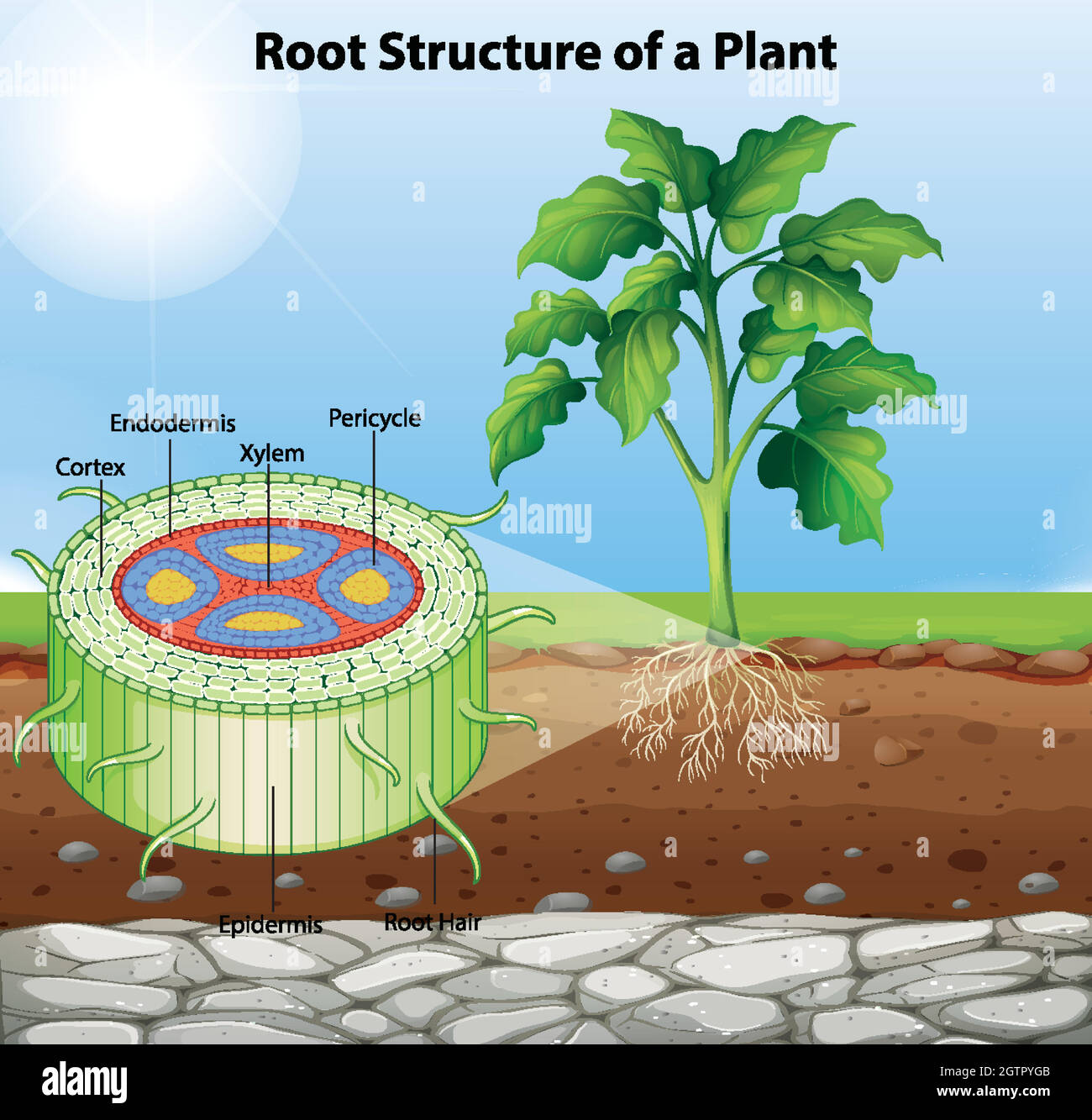 Diagram showing root structure of a plant Stock Vector Image & Art - Alamy