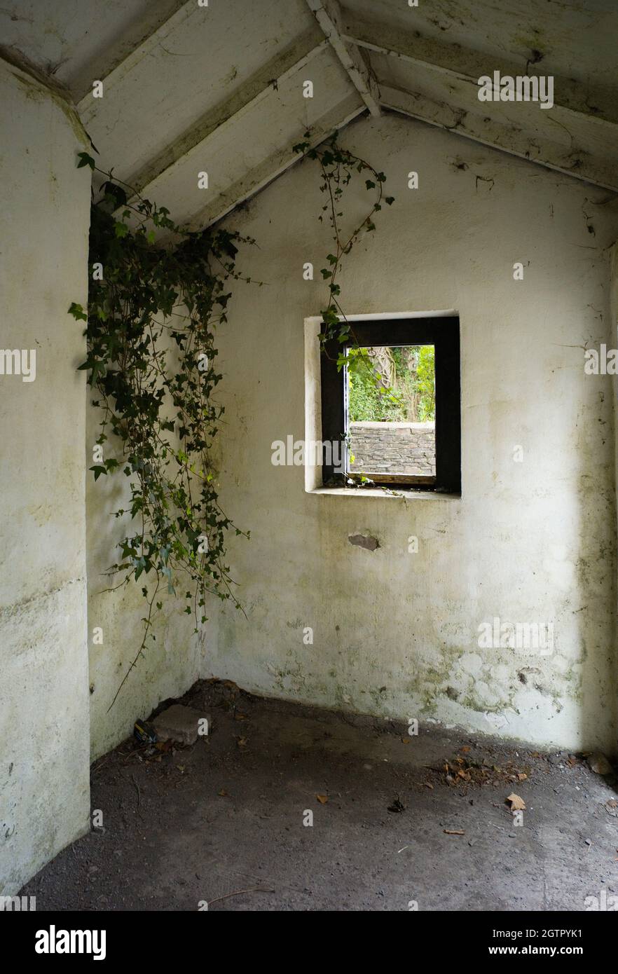 Ivy growing inside an abandoned railway crossing keepers shelter in Crosby, Isle of Man on the old Douglas to Peel line Stock Photo
