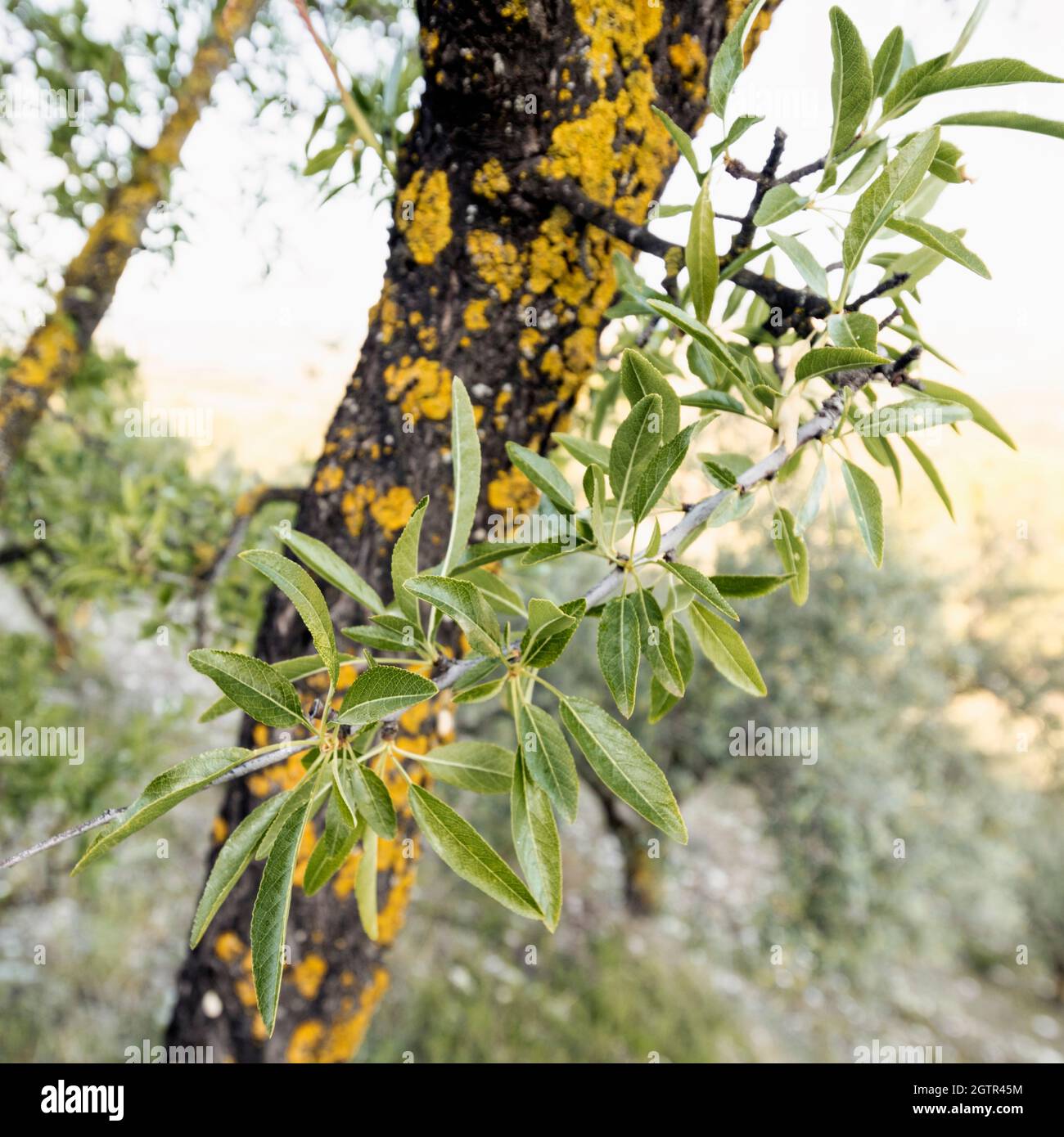 Yellow bark, green leaves. Stock Photo