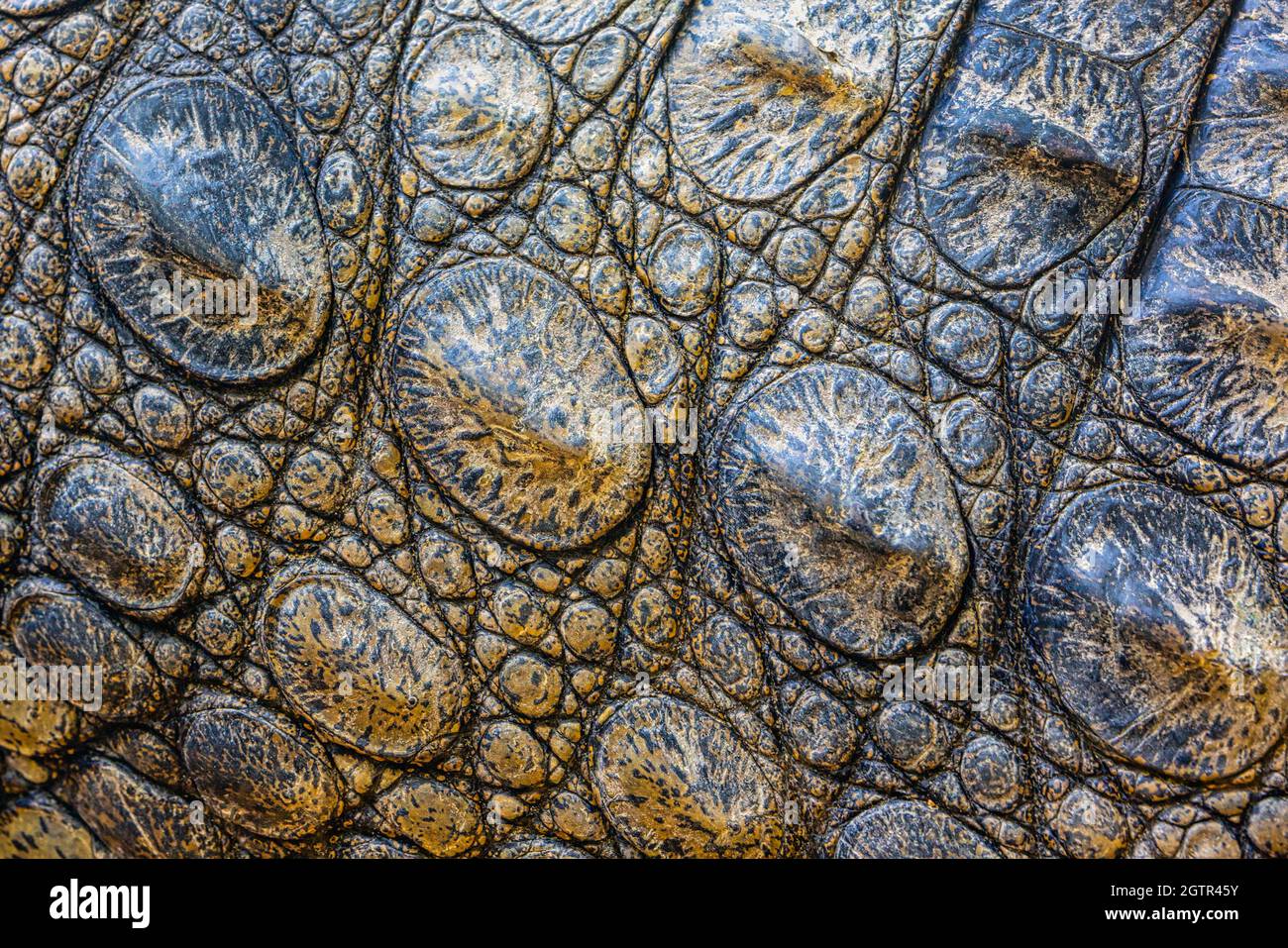 Close-up of armoured skin of Dwarf crocodile, also known as the African dwarf crocodile, bony crocodile or broad-snouted crocodile.  Osteolaemus tetra Stock Photo