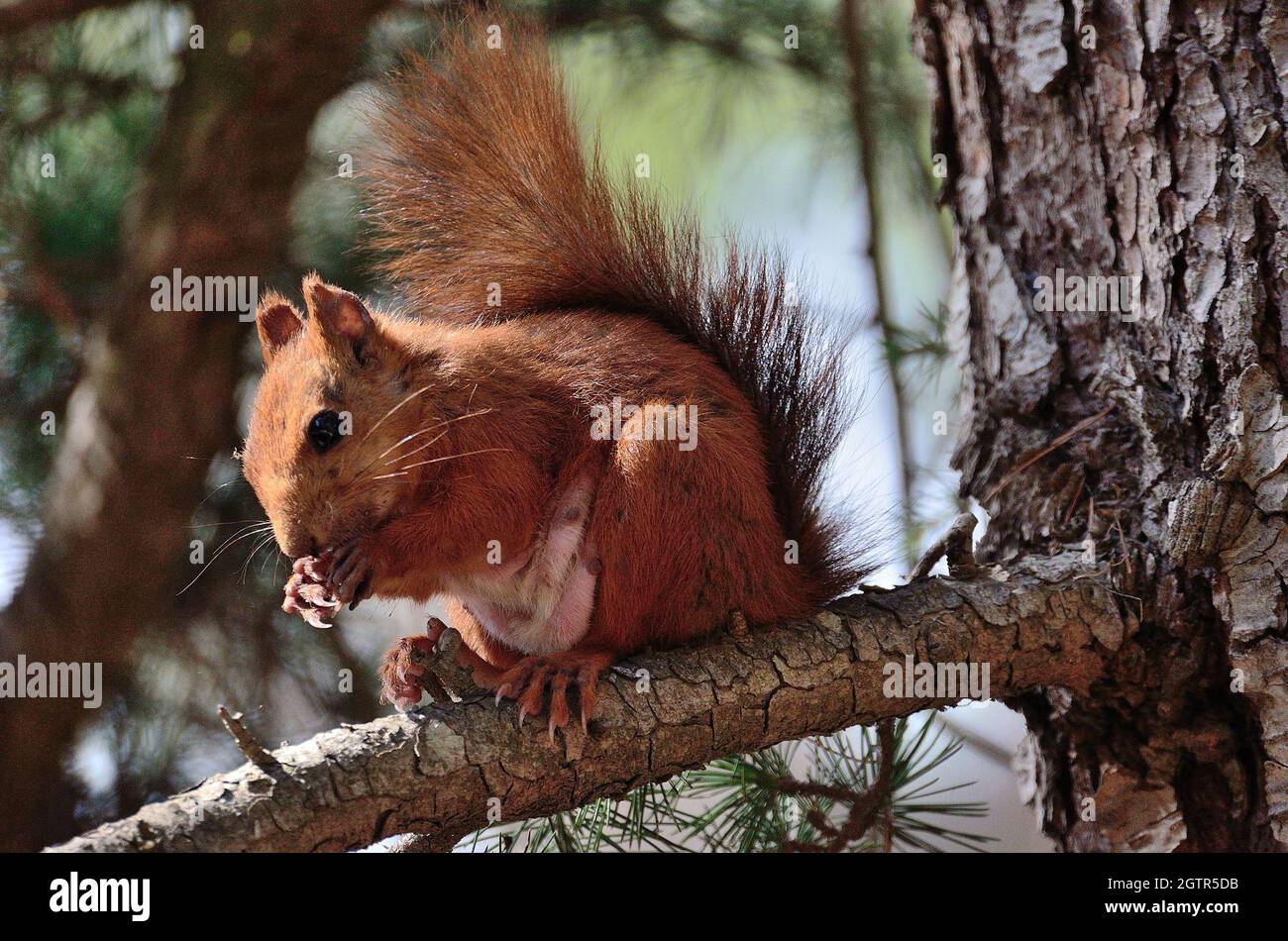 Squirrel On Tree Trunk Stock Photo