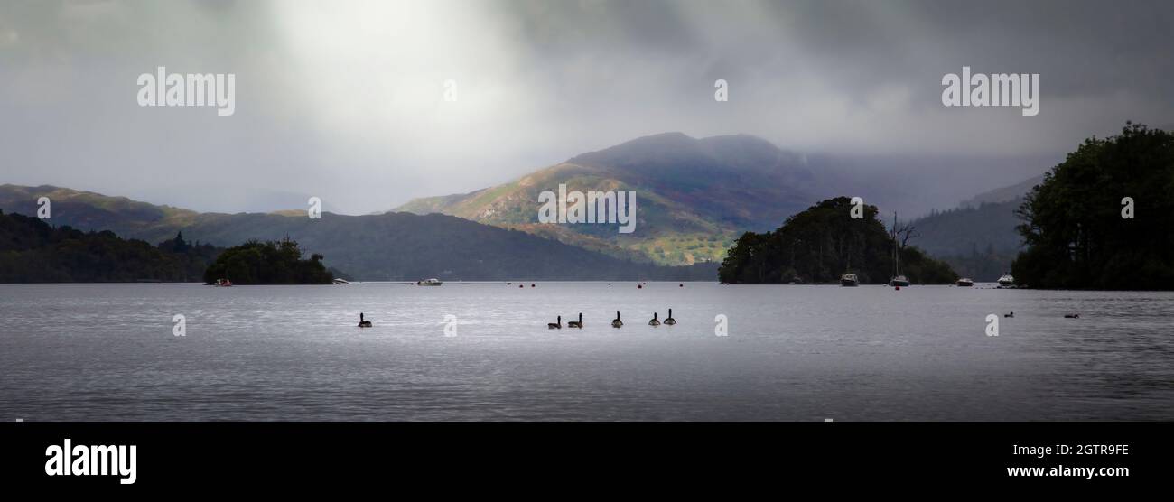 Wildlife on Lake Windermere, a large lake in Cumbria’s Lake District National Park, northwest England, UK Stock Photo