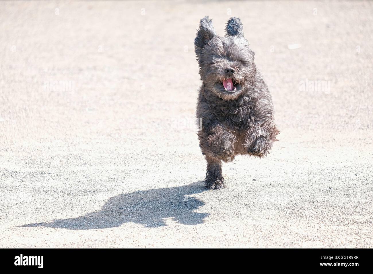 Snoopy Dog High Resolution Stock Photography And Images Alamy