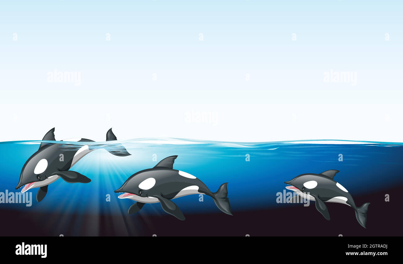 Whales swimming under the sea Stock Vector Image & Art - Alamy