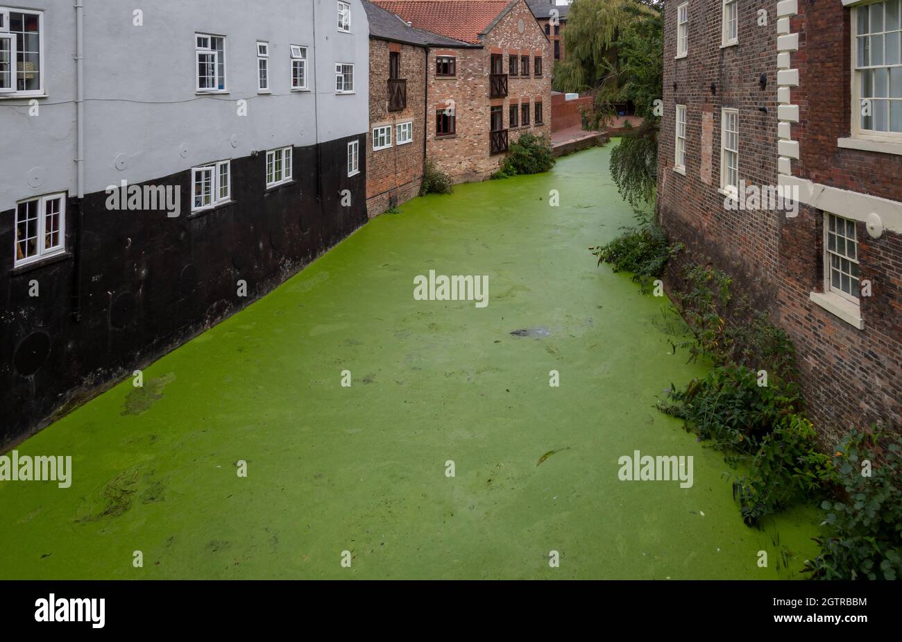 Editorial York, UK - September 28th, 2021: The river Foss in the centre of the city of York, covered in a green duckweed Stock Photo