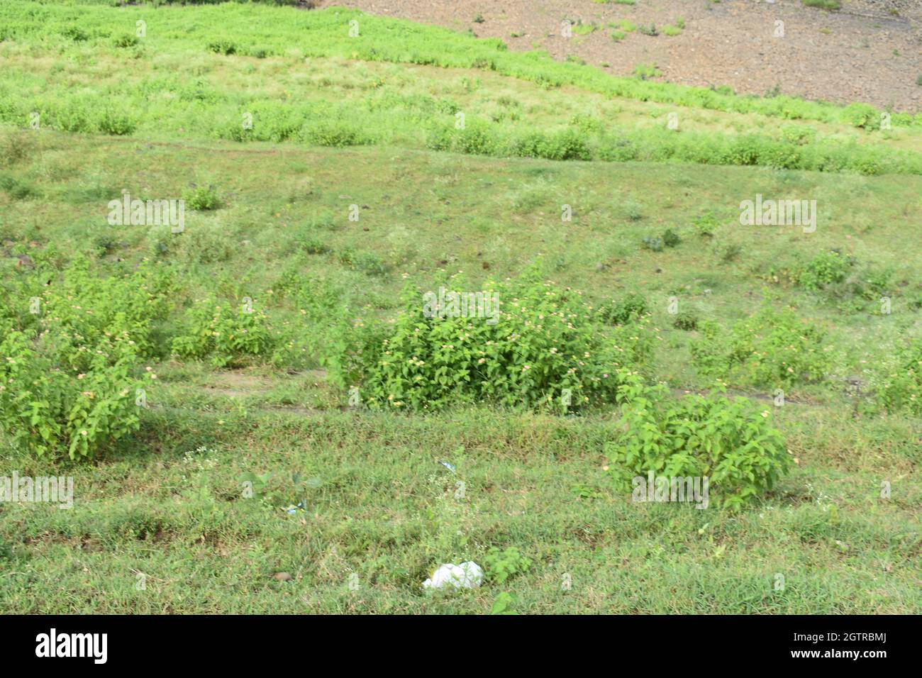 Natural beauty in bhopal madhya pradesh Stock Photo - Alamy