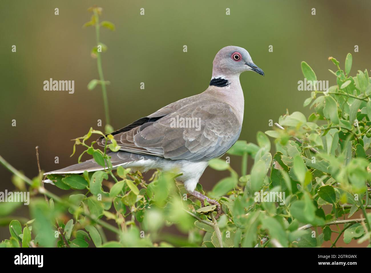Mourning Collared-dove - Streptopelia decipiens or African mourning dove is a dove widespread resident breeding bird in Africa south of the Sahara, gr Stock Photo