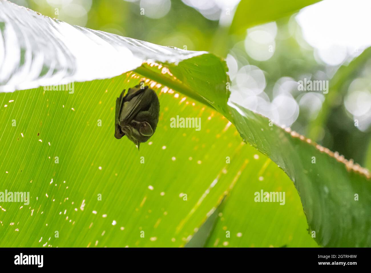 Hidden bat hanging under a banana leaf. Refuge from the rain. Stock Photo