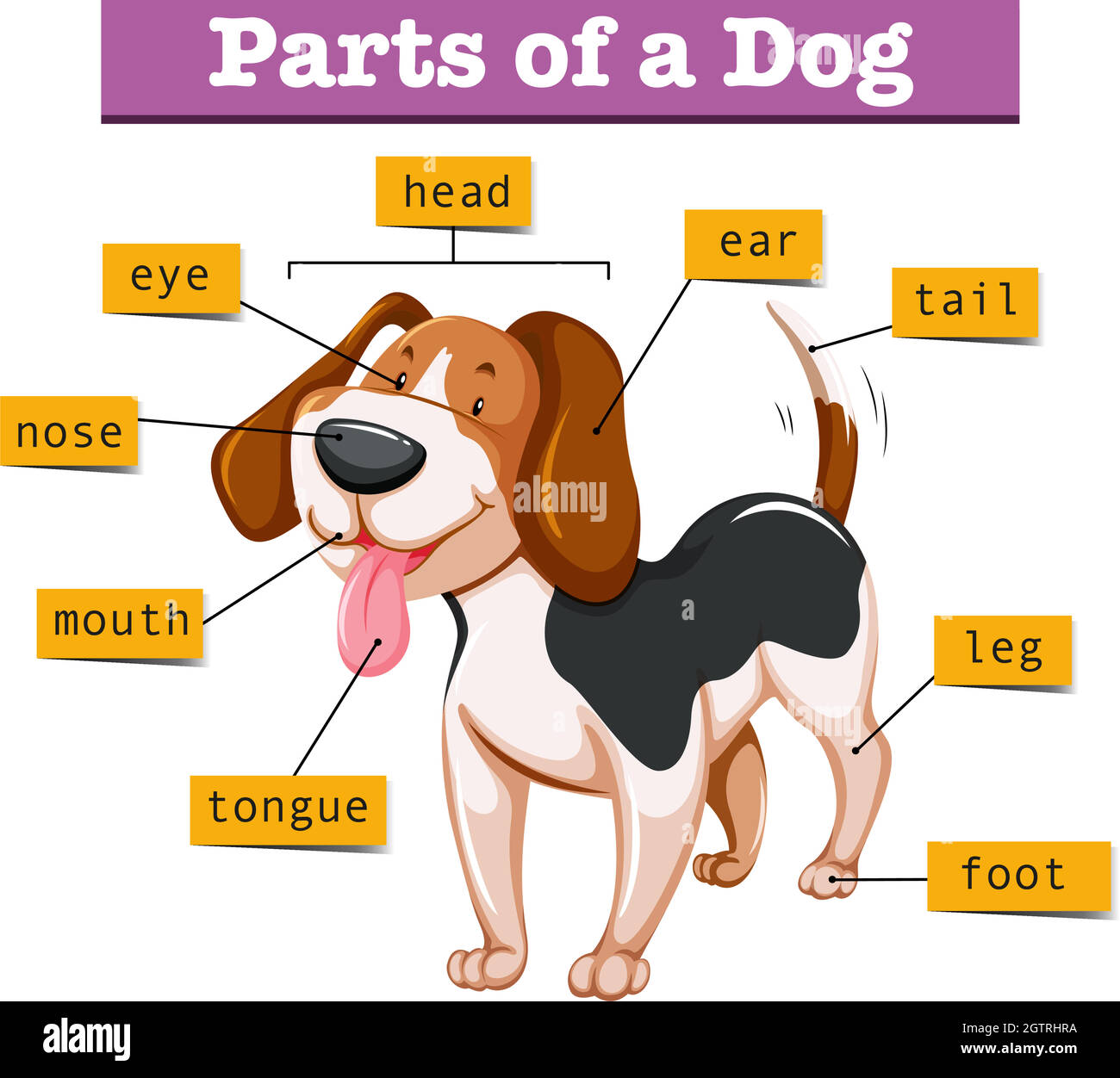 Diagram showing parts of dog Stock Vector