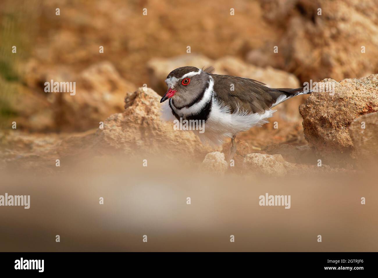 Three-banded Plover - Charadrius tricollaris small wader, resident in much of eastern and southern Africa and Madagascar, inland rivers, pools, and la Stock Photo