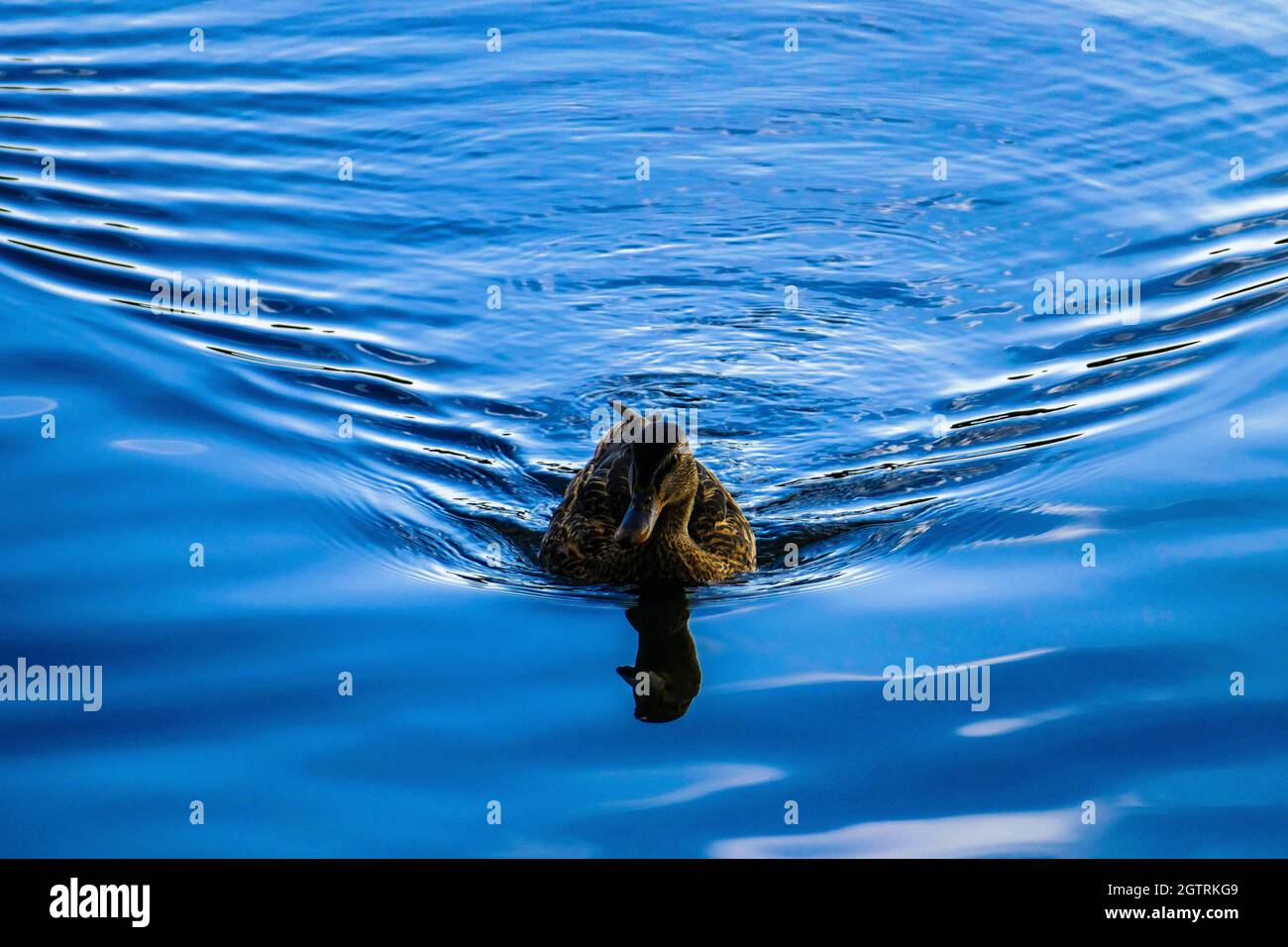 Sunny Summer Day At The Baldeneysee. A Duck Comes Swimming Into My Direction In The Deep Blue Water. Stock Photo