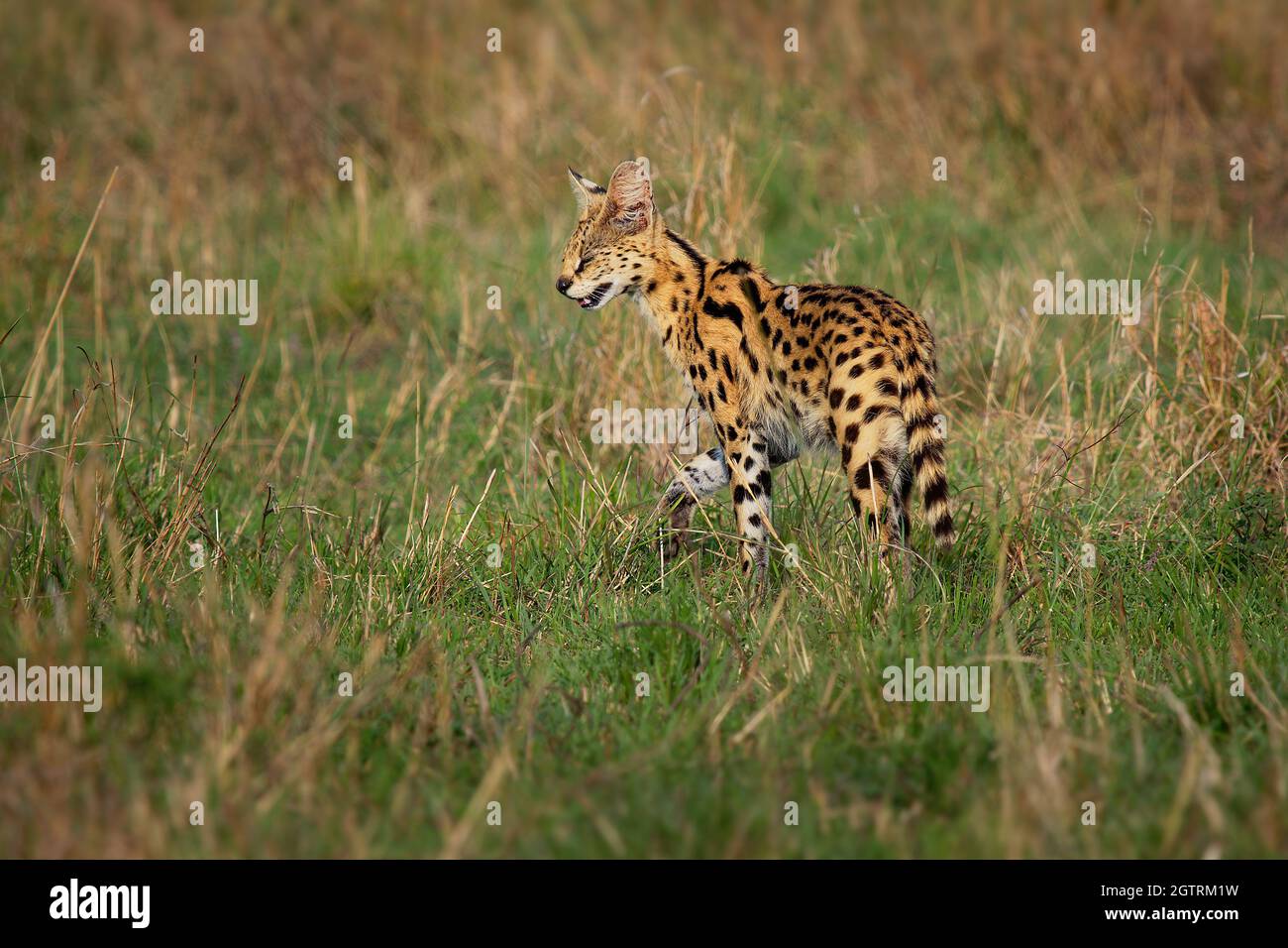 Serval Leptailurus serval wild cat native to Africa, rare in North