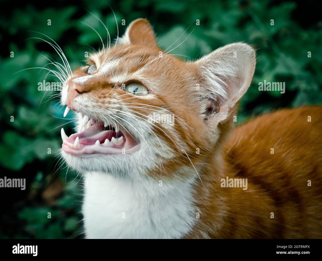 Close-up Of A Cat Stock Photo