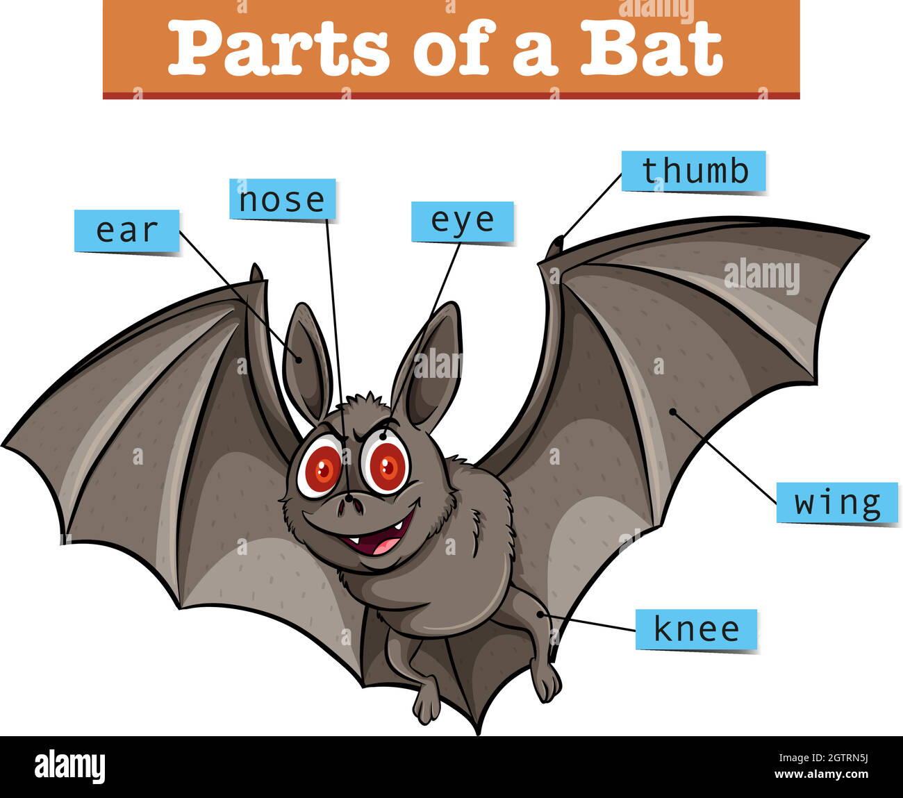Diagram showing parts of bat Stock Vector
