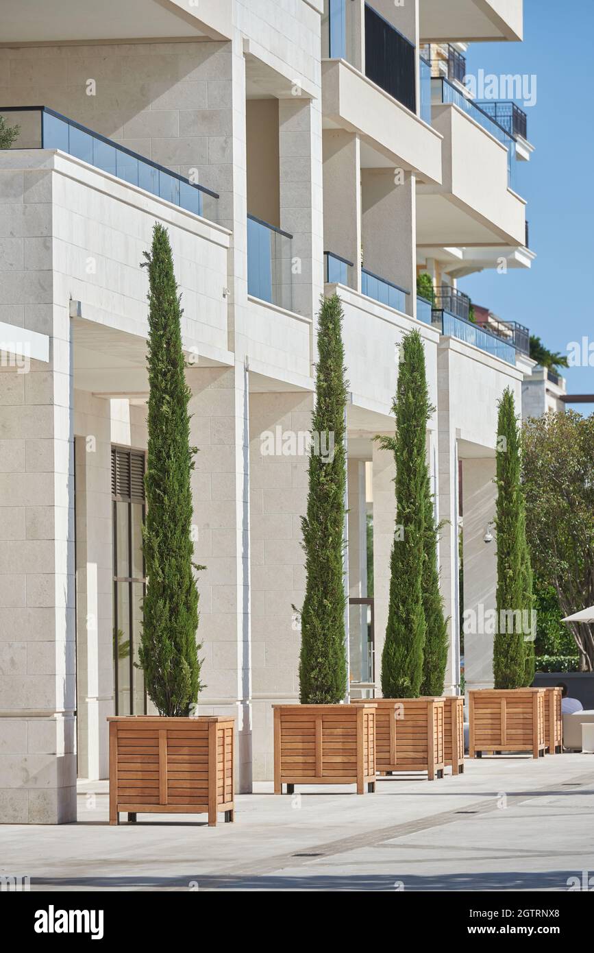 Tall cypress trees in wooden pots decorate the facade of a modern building in europe Stock Photo