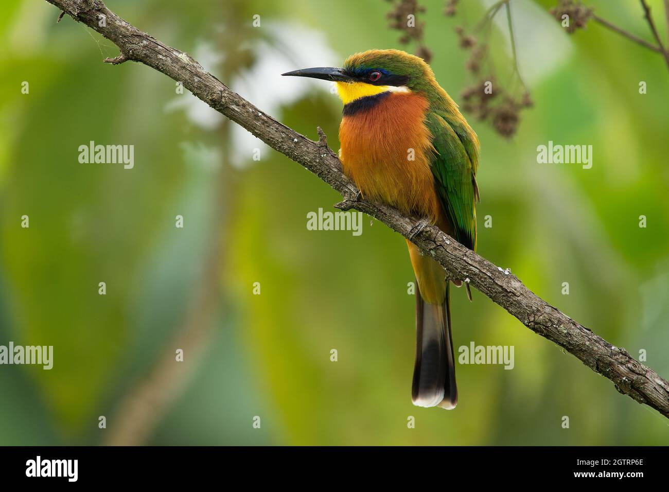 Cinnamon-chested Bee-eater - Merops oreobates green and rufous bird in Meropidae, found in Burundi, Congo, Ethiopia, Kenya, Rwanda, South Sudan, Tanza Stock Photo