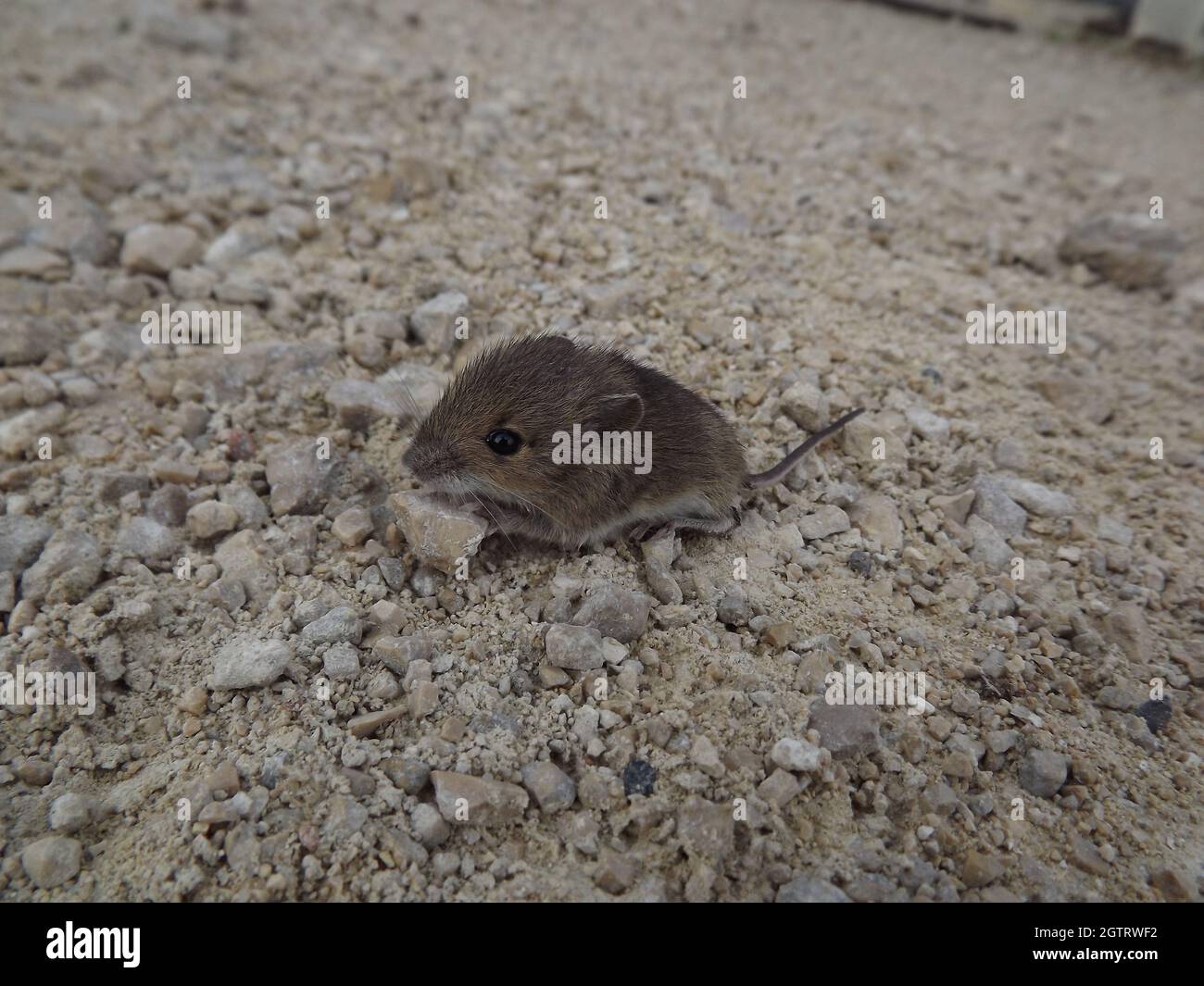 Mulot High Resolution Stock Photography And Images Alamy