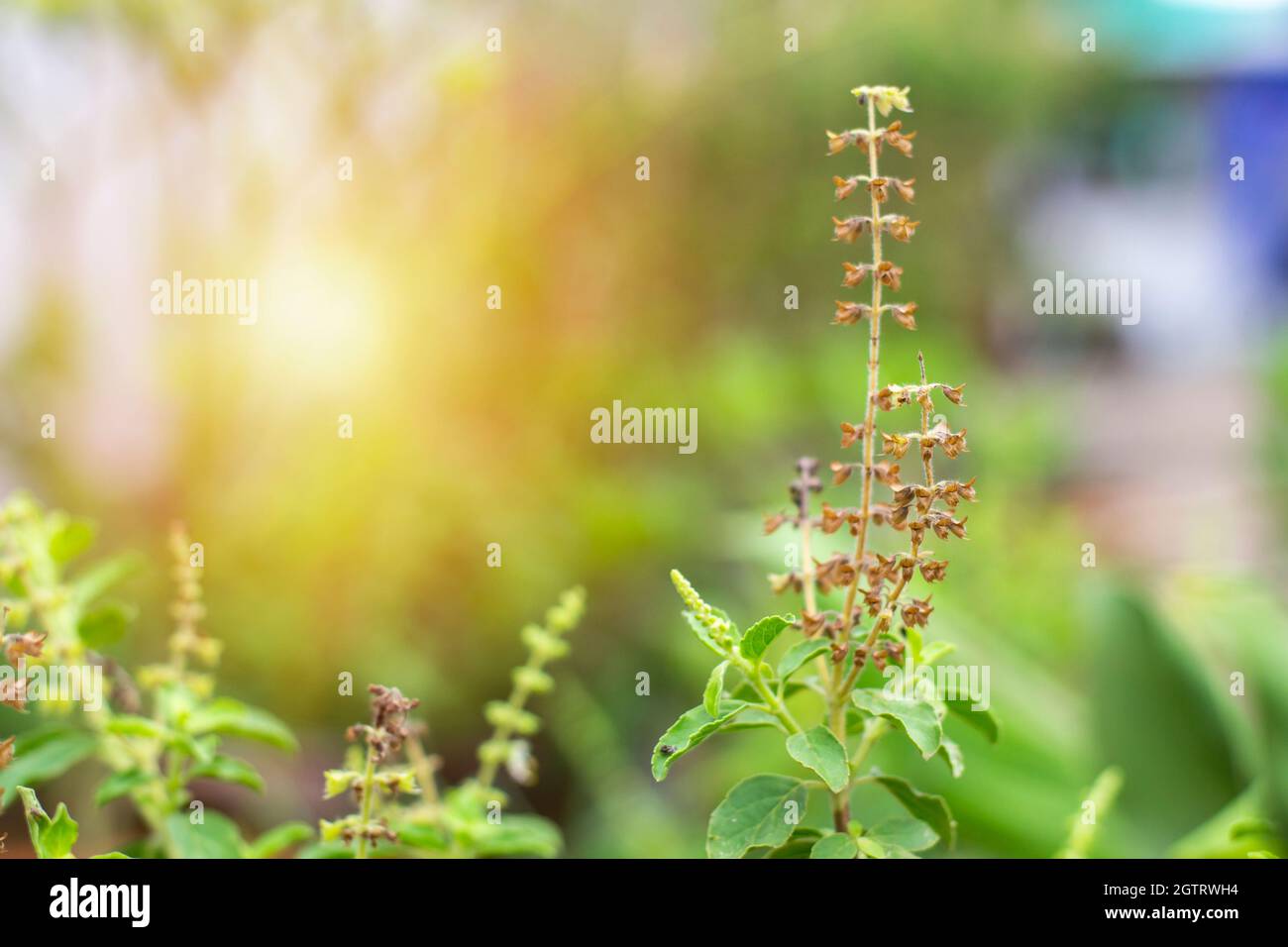Dried Basil Flowers In The Garden Behind The House In The Evening. For