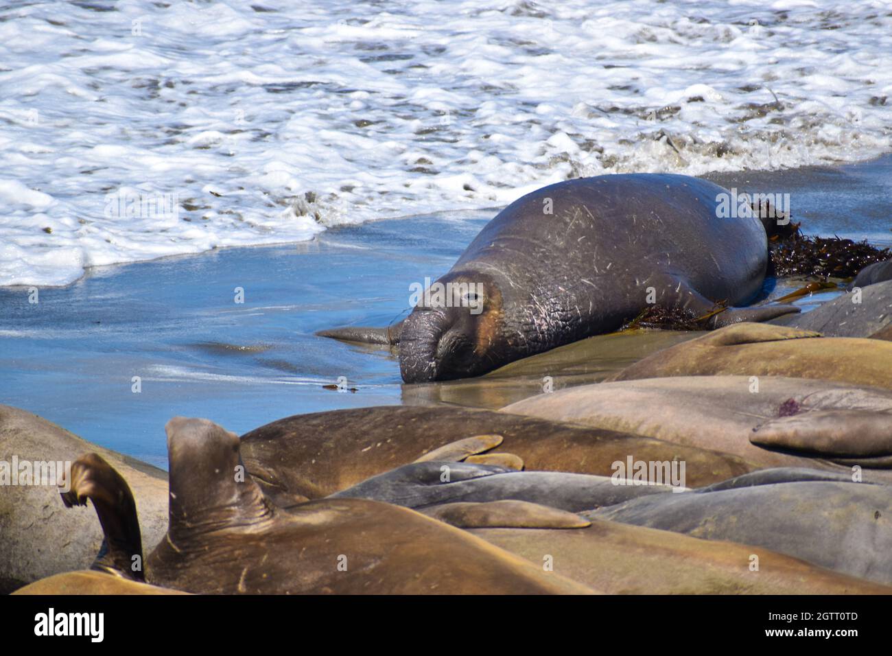 Large bull elephant seals hi-res stock photography and images - Alamy
