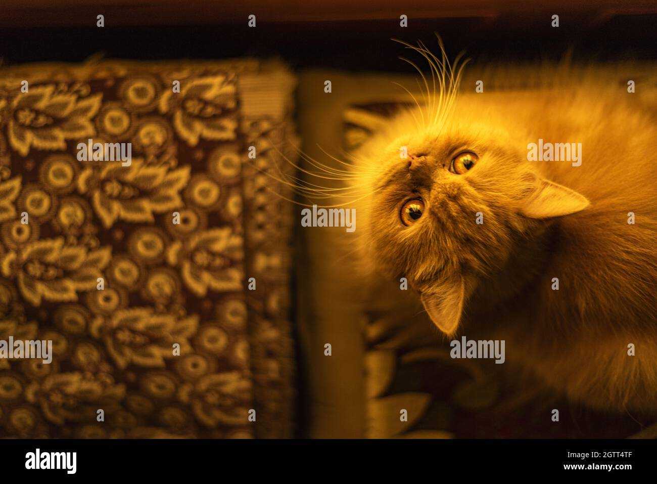 Portrait Of A Cat Stock Photo