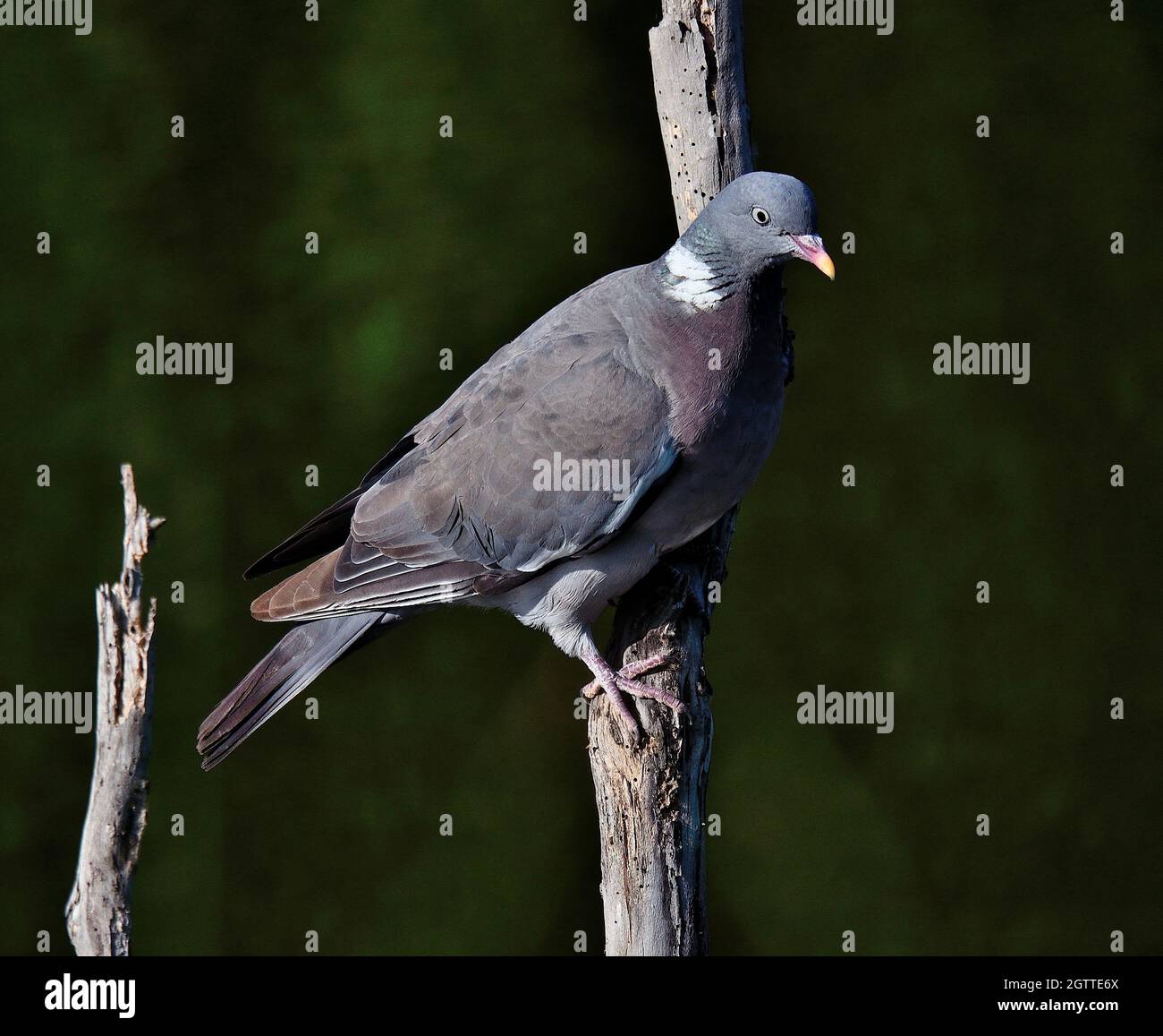 Close-up Of Bird Perching On Tree Stock Photo
