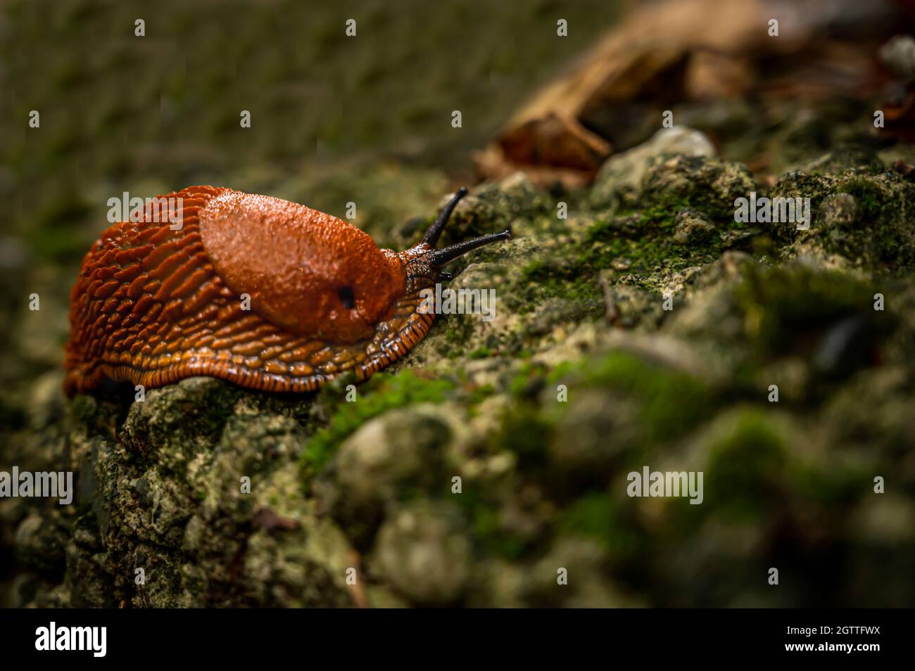 Slug crawling on stone. One Portuguese slug. Arion lusitanicus in Switzerland. Stock Photo