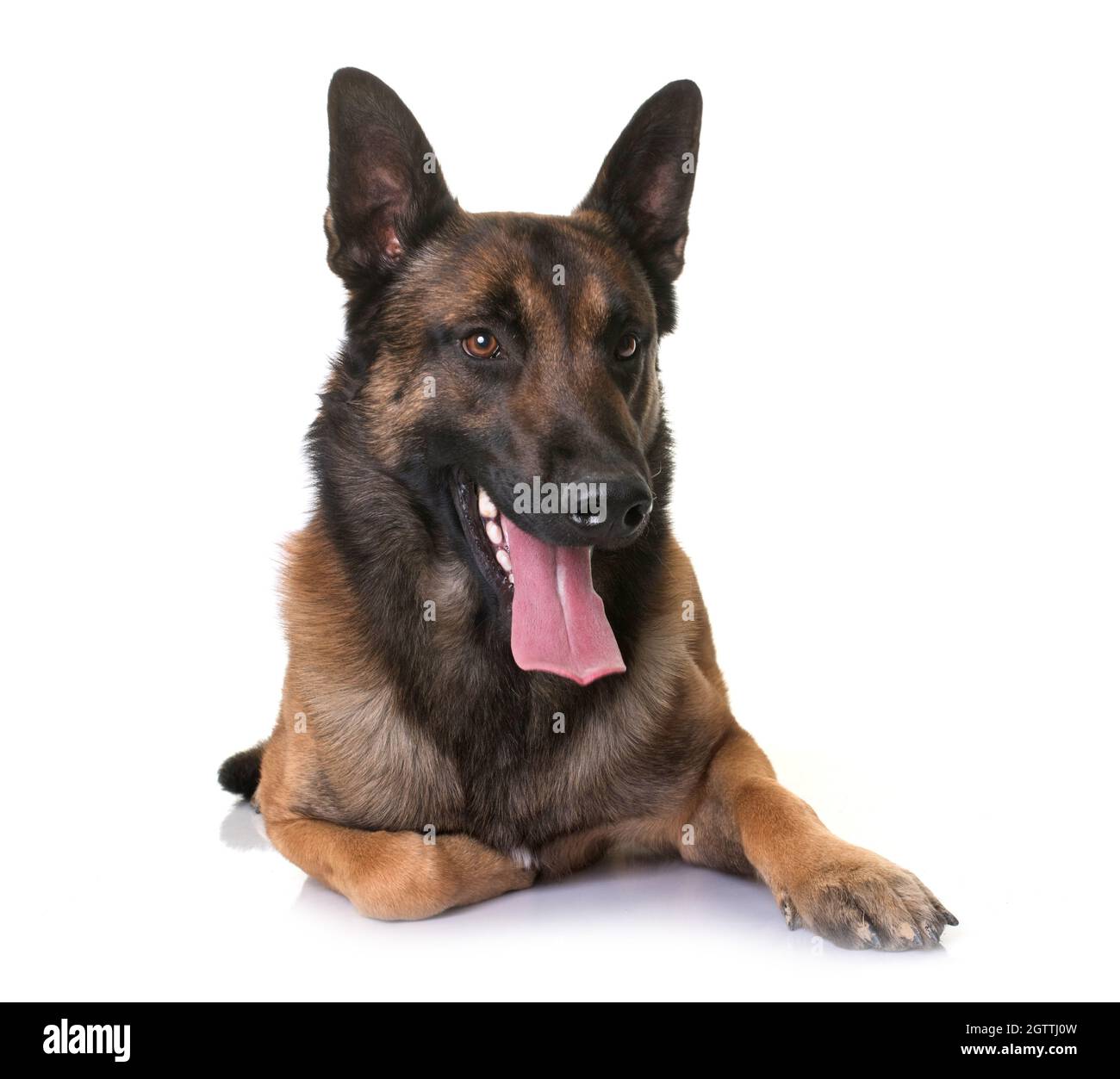 Portrait Of German Shepherd Sticking Out Tongue While Sitting Against White Background Stock Photo