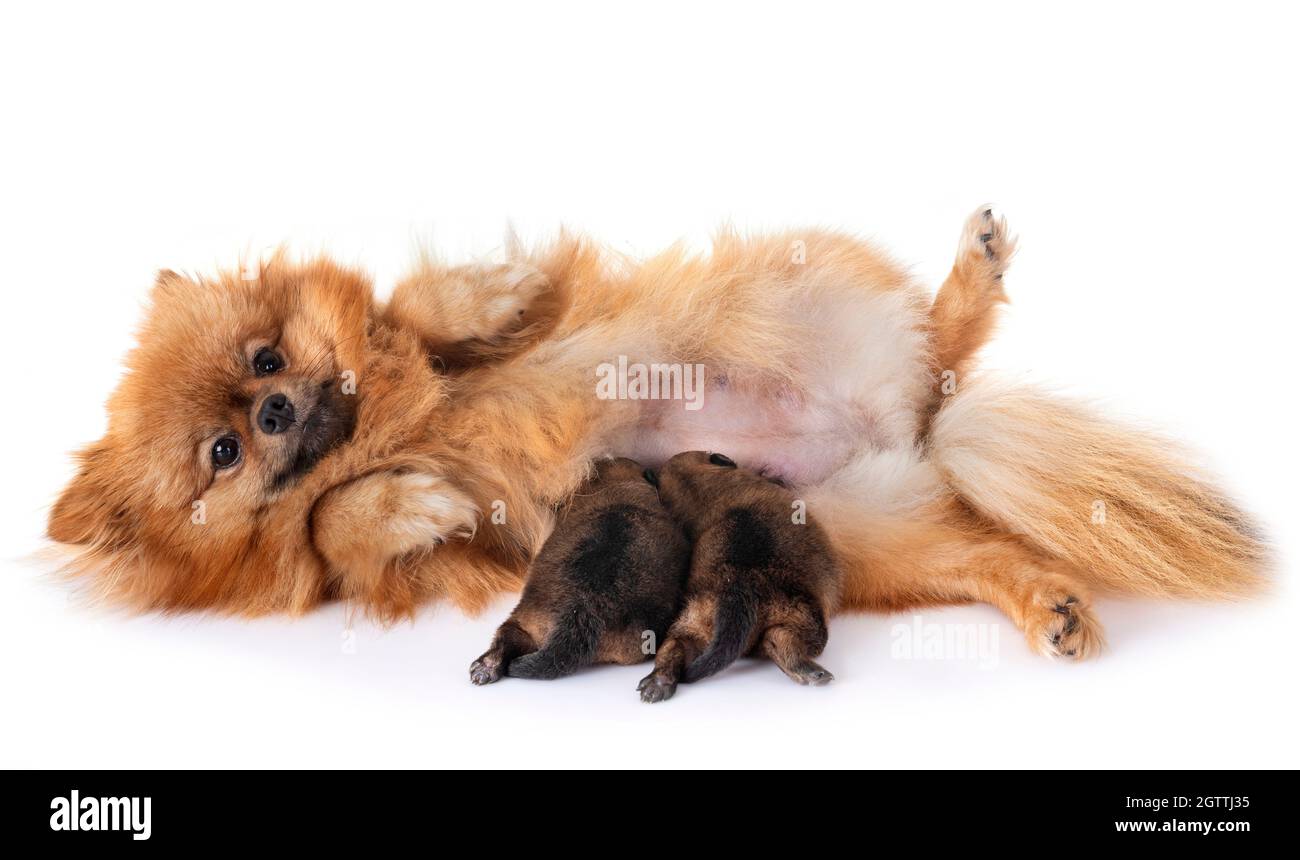 Portrait Of Dog Feeding Puppies On White Background Stock Photo