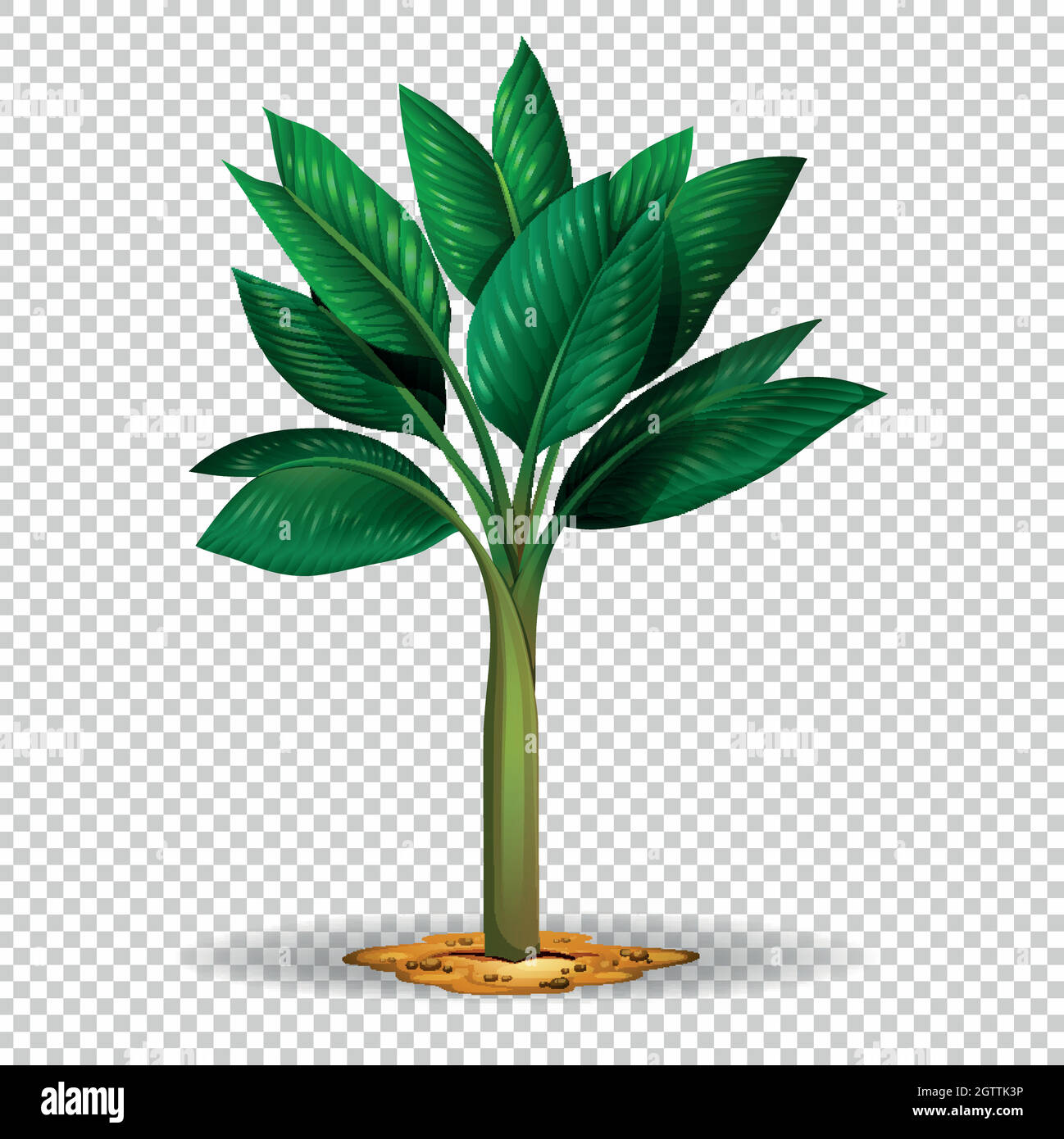 Palm tree on transparent background Stock Vector Image & Art - Alamy