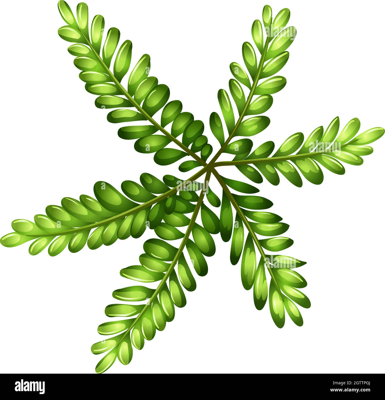 A topview of a fern Stock Vector