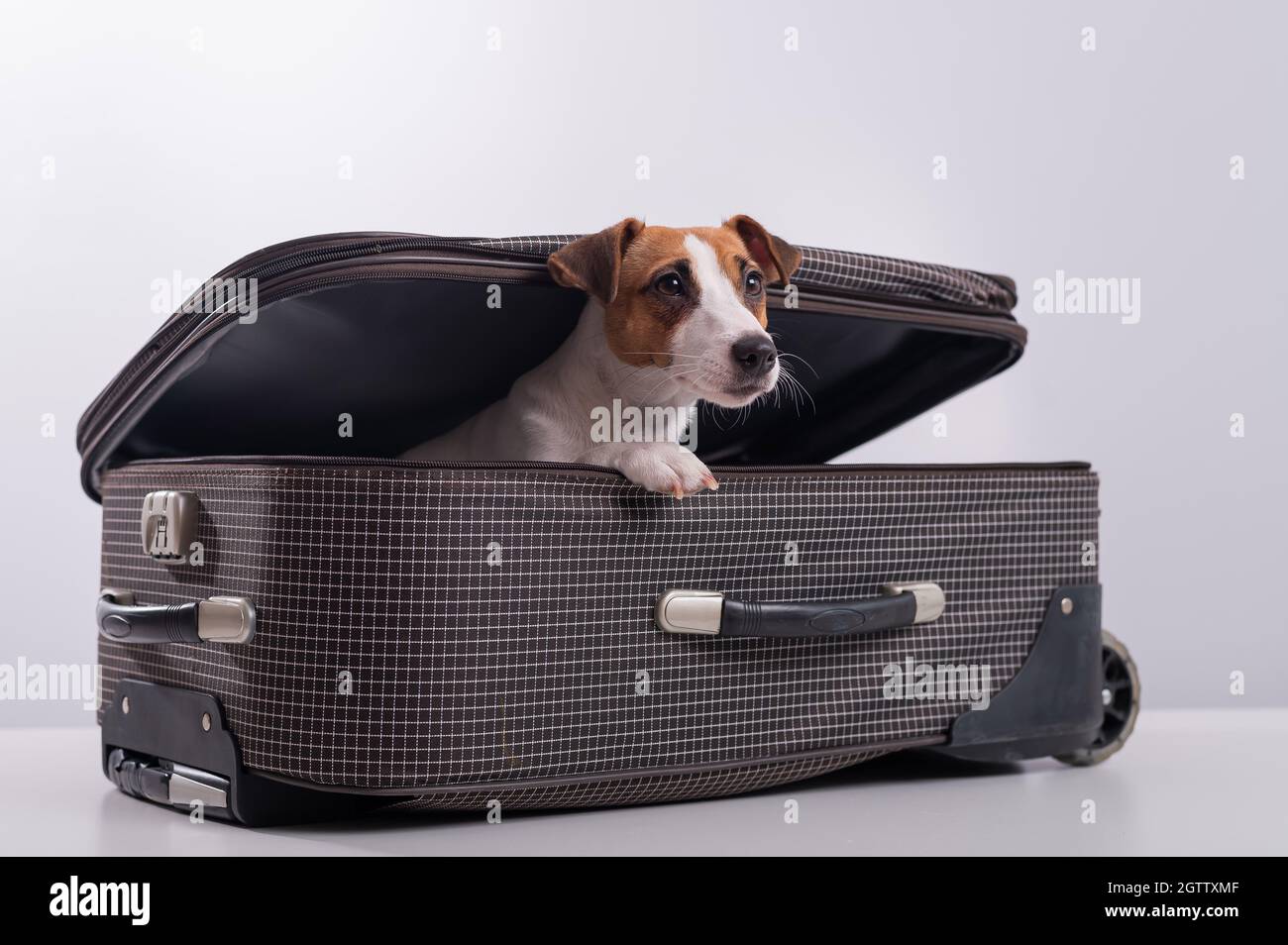 Jack Russell Luggage Cover Jack Russell Luggage Cover