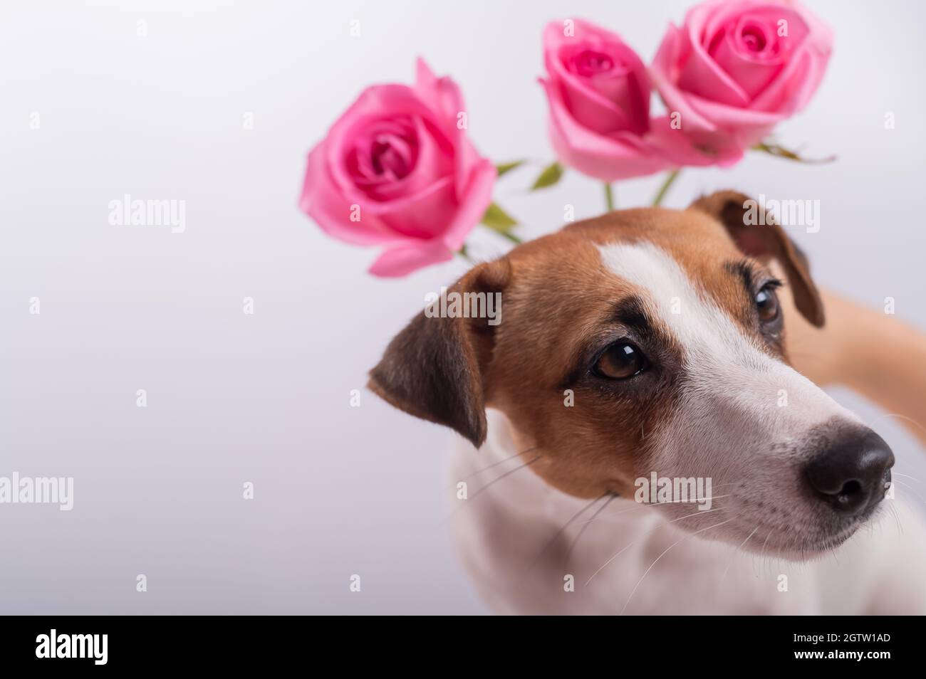 Jack Russell Terrier and a bouquet of pink roses on a white background. A dog gives a romantic gift on a date. Copy space Stock Photo