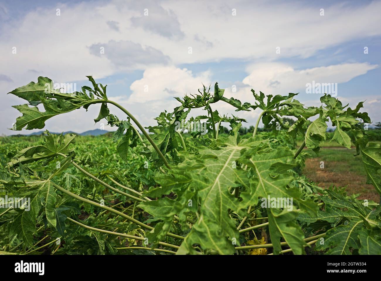 Papaya Infected By Virus Disease, Papaya Ring Spot Virus Stock Photo Alamy