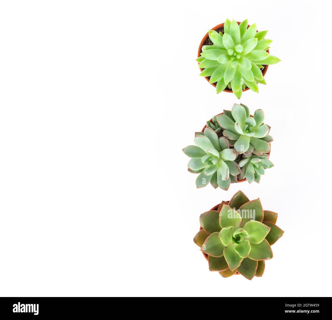 Directly Above View Of Succulent Plants Against White Background Stock Photo