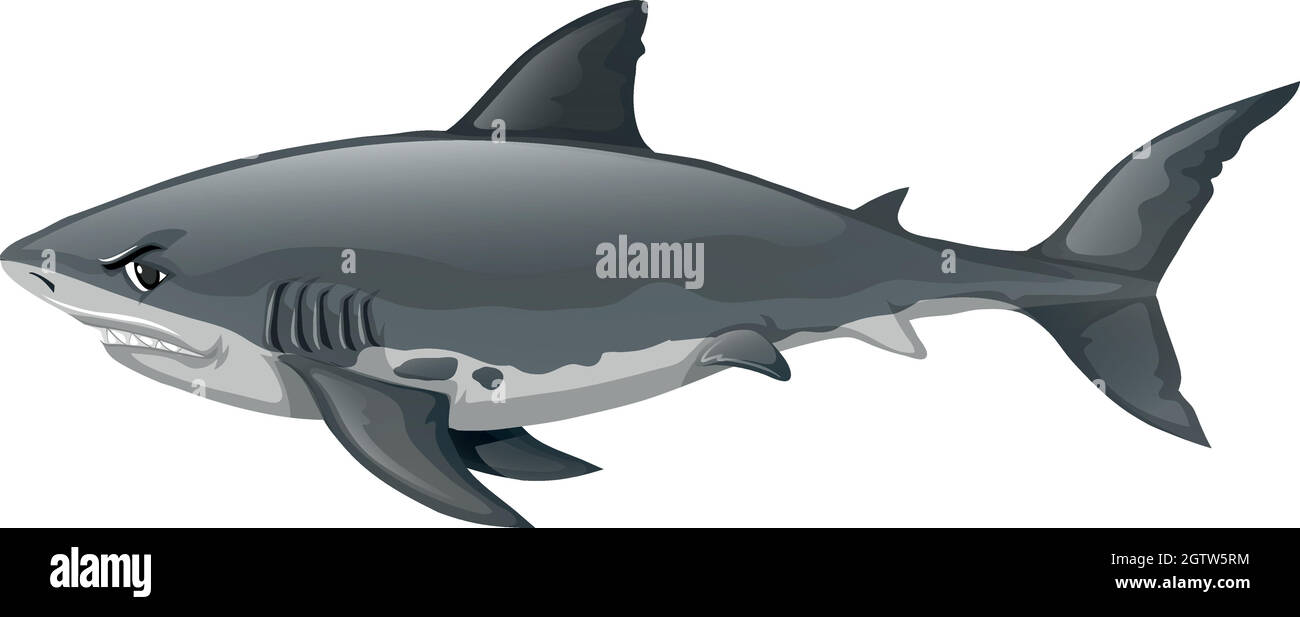 Wild shark on white background Stock Vector