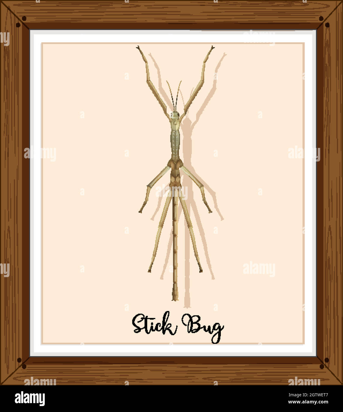 Stick bug on wooden frame Stock Vector