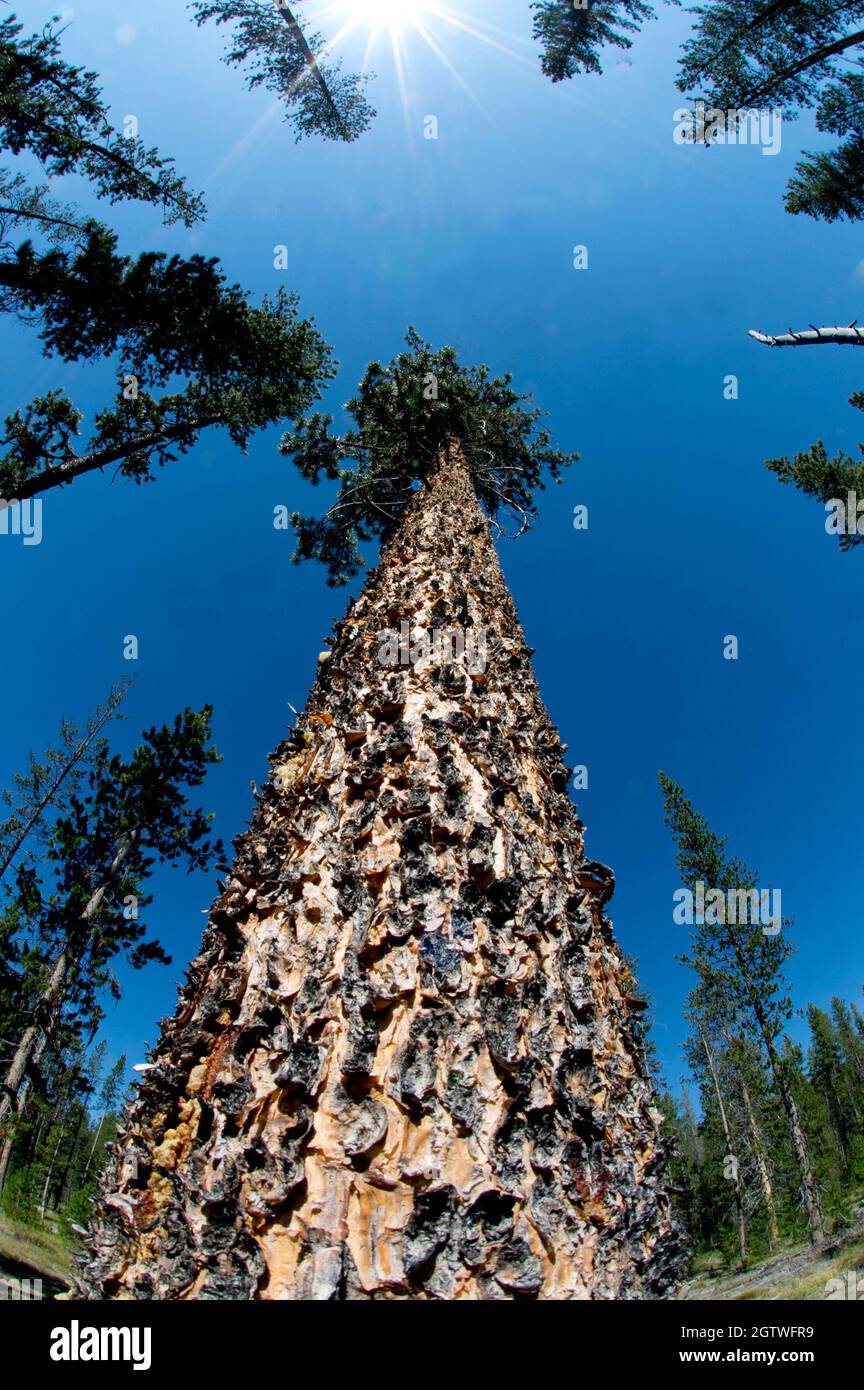 Ponderosa pine vertical wide angle shot, south-central Idaho Stock Photo