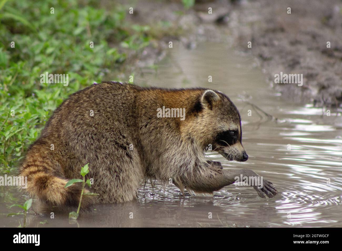 Raccoon eating fish hires stock photography and images Alamy