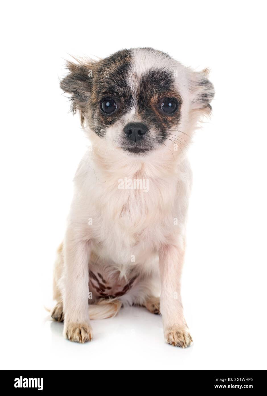 Portrait Of Cute Dog Sitting Over White Background Stock Photo