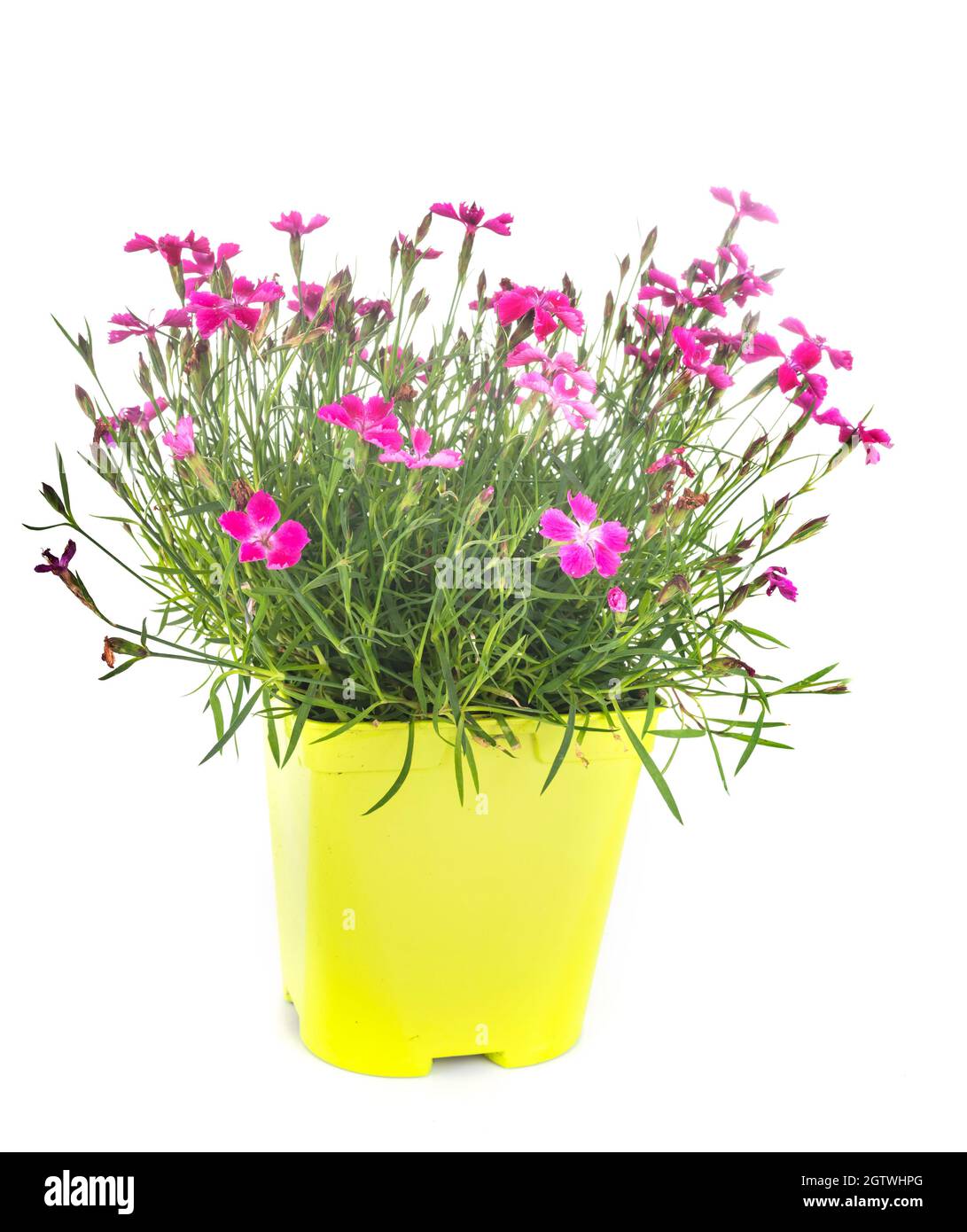 Potted Plant Against White Background Stock Photo