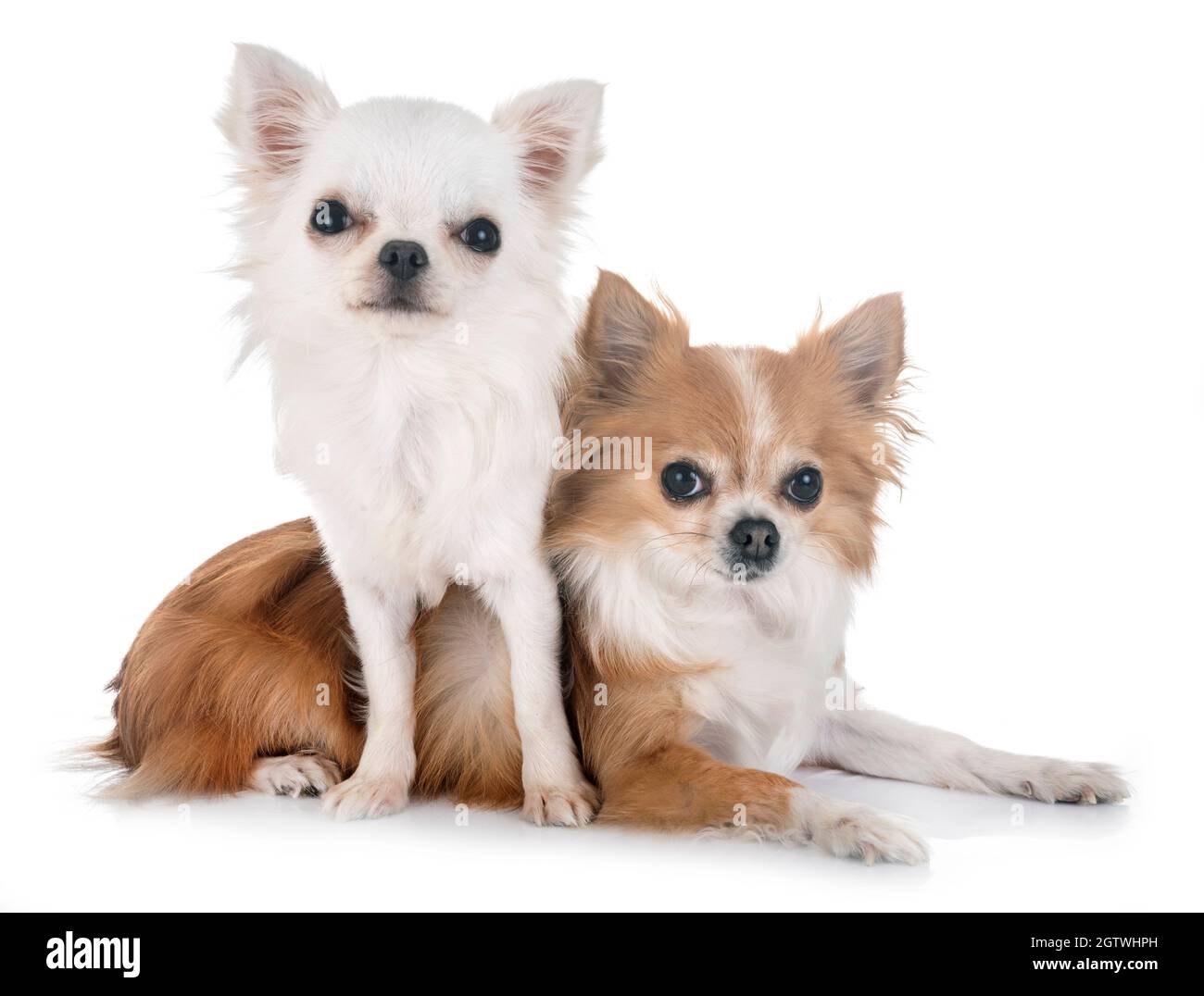 Dogs Against White Background Stock Photo