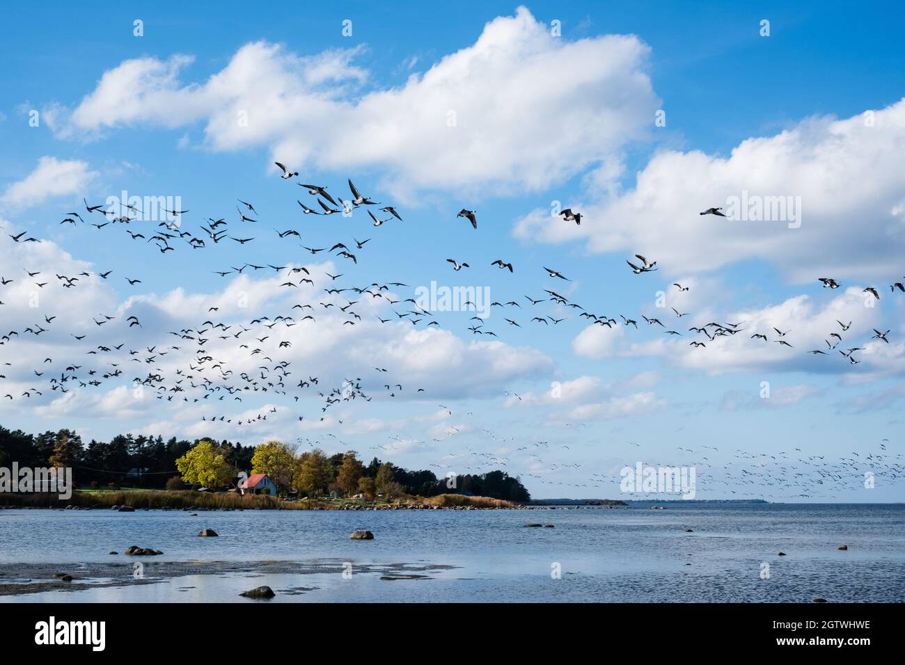 Huge duck flocks before bird migration season in Northern Europe. Ducks flying over the sea in autumn. Stock Photo