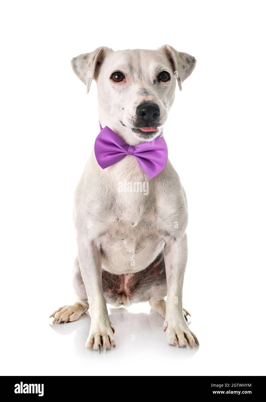 Close-up Of Dog Wearing Bow Tie Against White Background Stock Photo