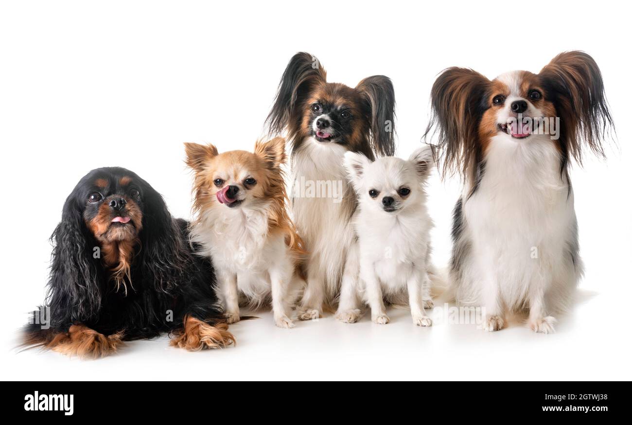 Dogs On White Background Stock Photo