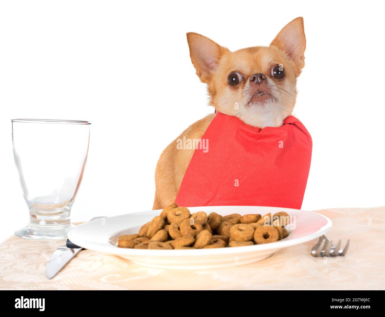 Portrait Of Dog With Food In Plate Sitting Against White Background Stock Photo