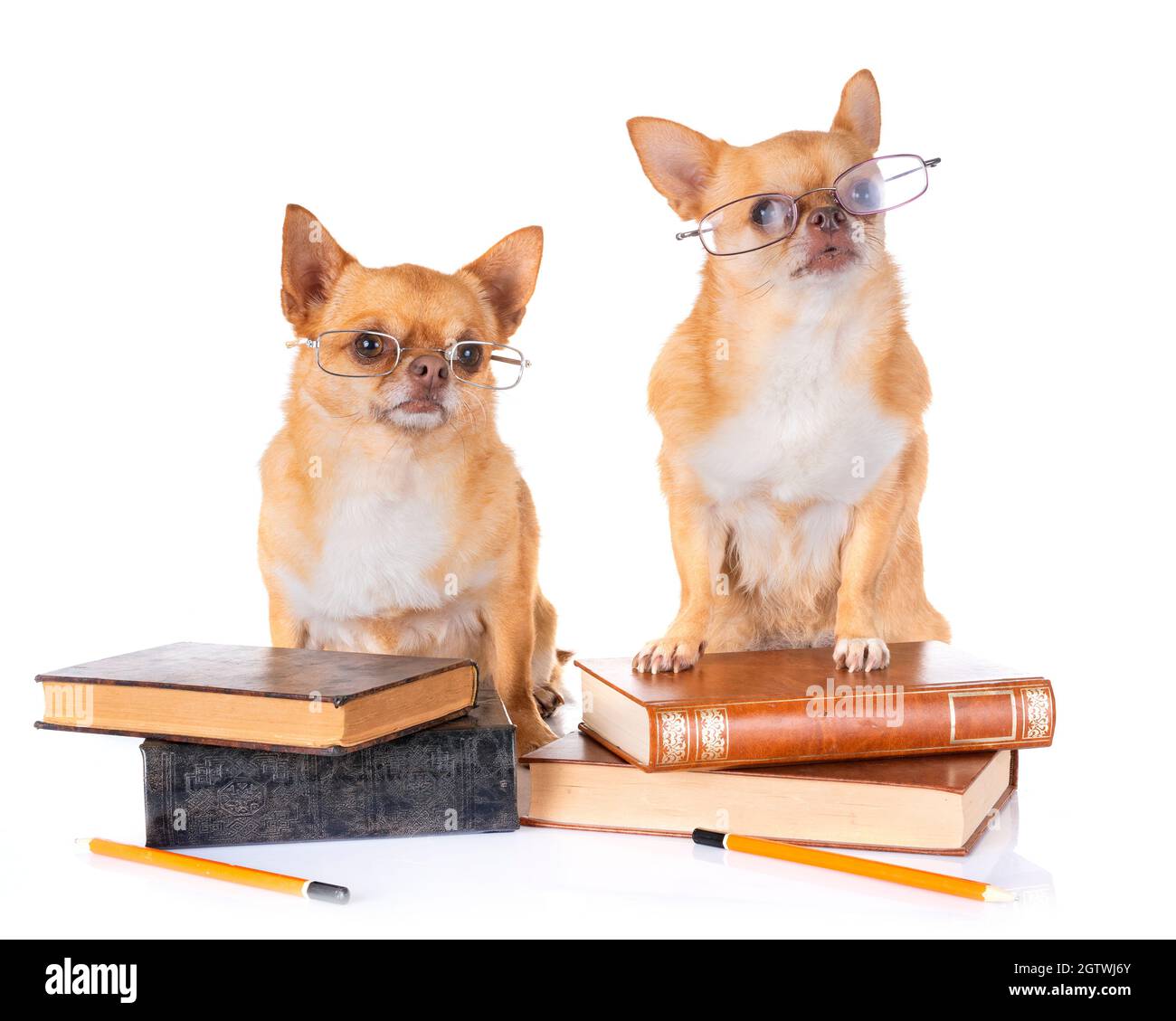 Portrait Of Dogs With Books On White Background Stock Photo